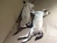 Timão e Pumba