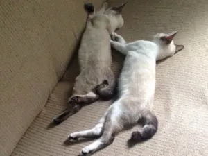 Gato raça Ragdoll idade 7 a 11 meses nome Timão e Pumba