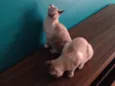 Timão e Pumba