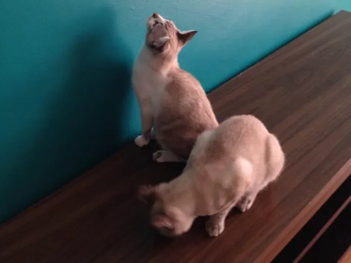 Gato raça Ragdoll idade 7 a 11 meses nome Timão e Pumba