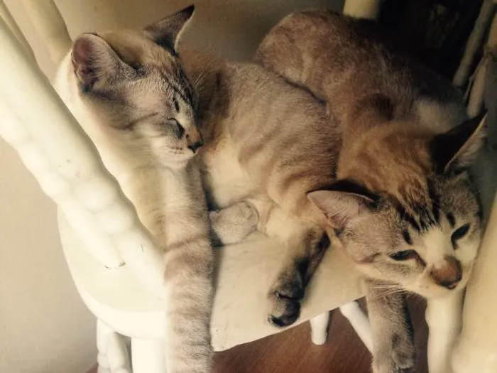 Gato raça Ragdoll idade 7 a 11 meses nome Timão e Pumba
