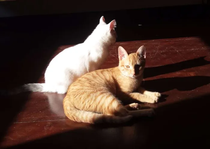 Gato ra a SRD idade 2 a 6 meses nome Joe