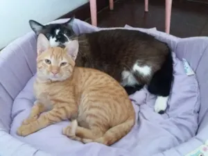 Gato raça SRD idade 2 a 6 meses nome Joe
