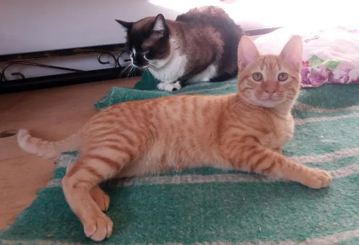 Gato ra a SRD idade 2 a 6 meses nome Joe