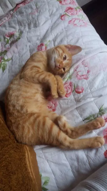 Gato ra a SRD idade 2 a 6 meses nome Joe