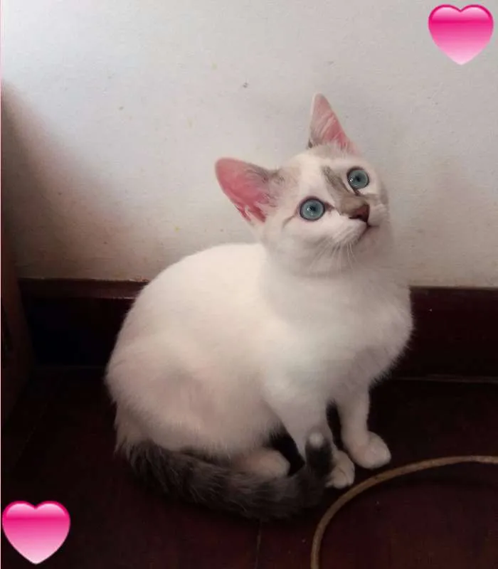 Gato ra a SRD idade 2 a 6 meses nome Anny