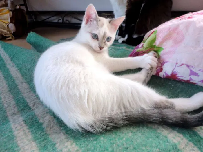 Gato ra a SRD idade 2 a 6 meses nome Anny