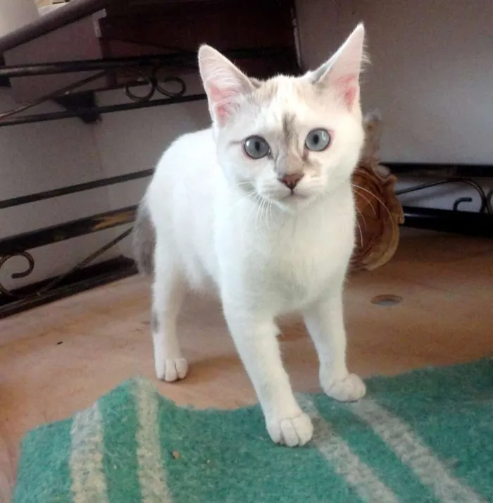 Gato ra a SRD idade 2 a 6 meses nome Anny