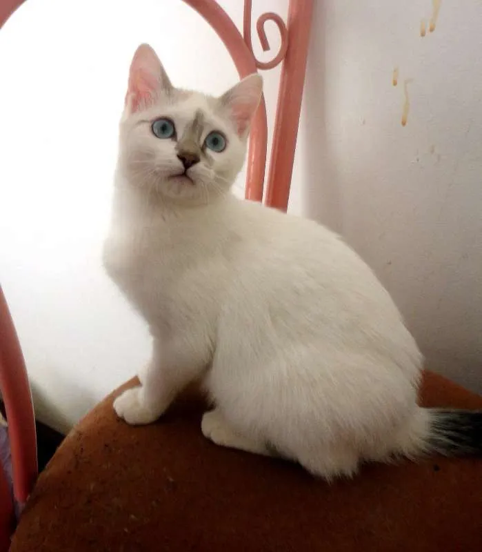 Gato ra a SRD idade 2 a 6 meses nome Anny