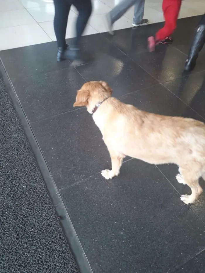 Cachorro ra a Indeterminado idade 2 anos nome Mel