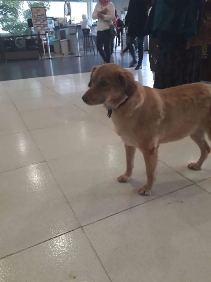 Cachorro ra a Indeterminado idade 2 anos nome Mel