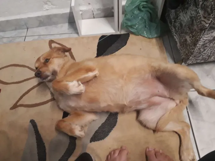 Cachorro ra a Indeterminado idade 2 anos nome Mel