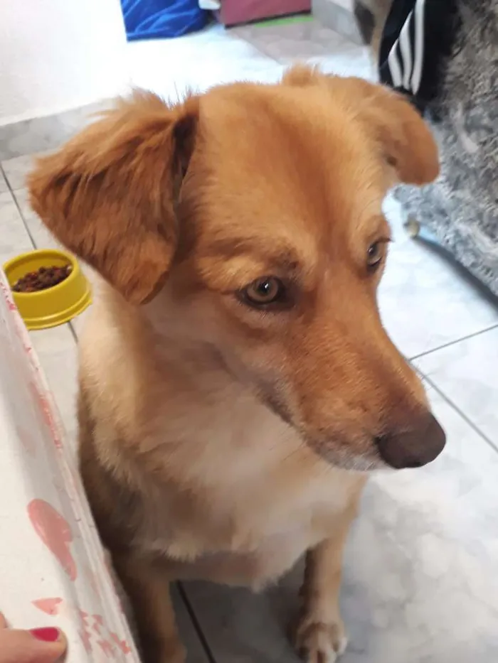 Cachorro ra a Indeterminado idade 2 anos nome Mel