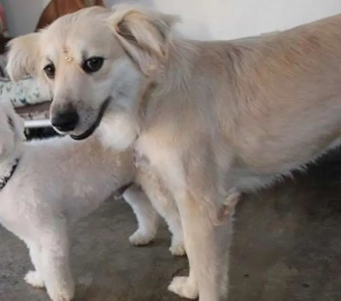 Cachorro ra a  idade 3 anos nome Angel