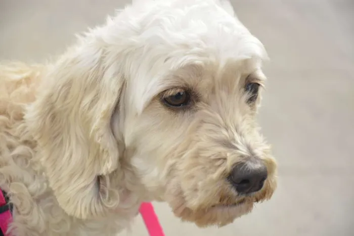 Cachorro ra a  idade 4 anos nome Cristal Pequenina