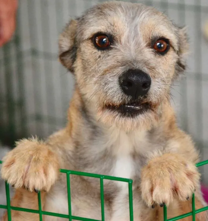 Cachorro raça  idade 6 ou mais anos nome Bob
