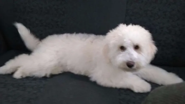 Cachorro raça Poodle idade 2 anos nome Ted