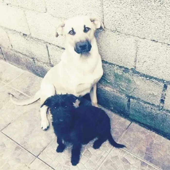 Cachorro ra a Sem raça definida  idade 2 anos nome Juninho
