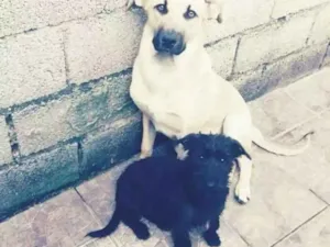 Cachorro raça Sem raça definida  idade 2 anos nome Juninho