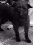 Chico