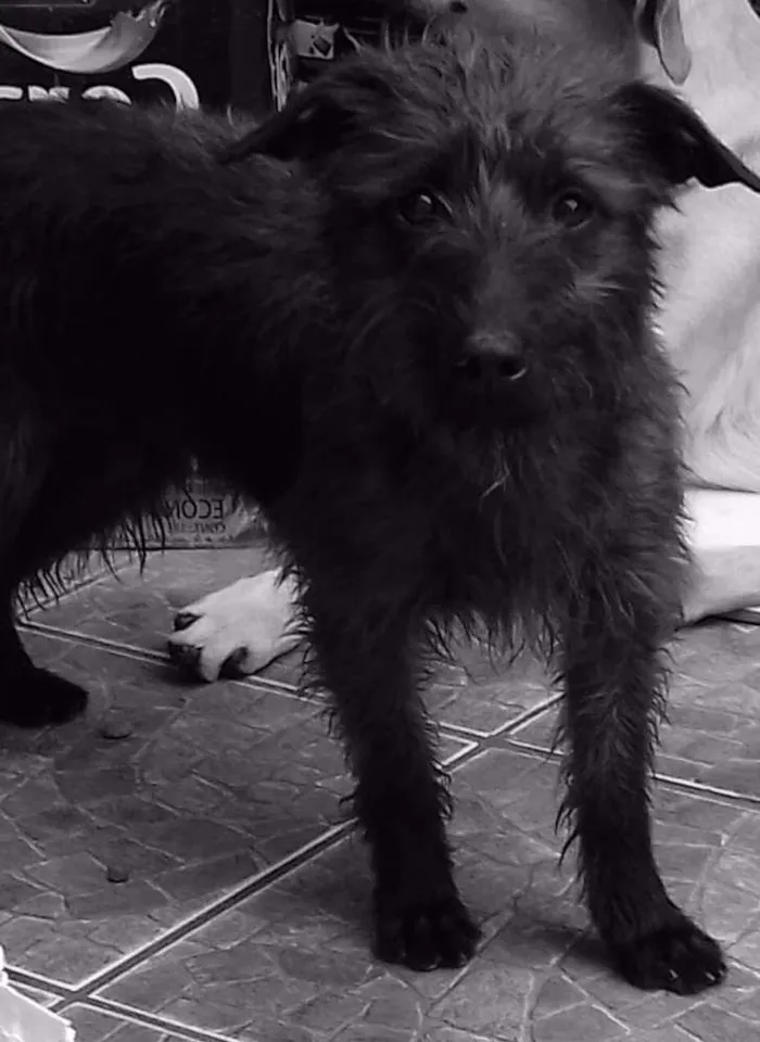 Cachorro ra a Sem raça definida idade 2 anos nome Chico