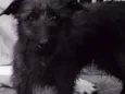 Chico