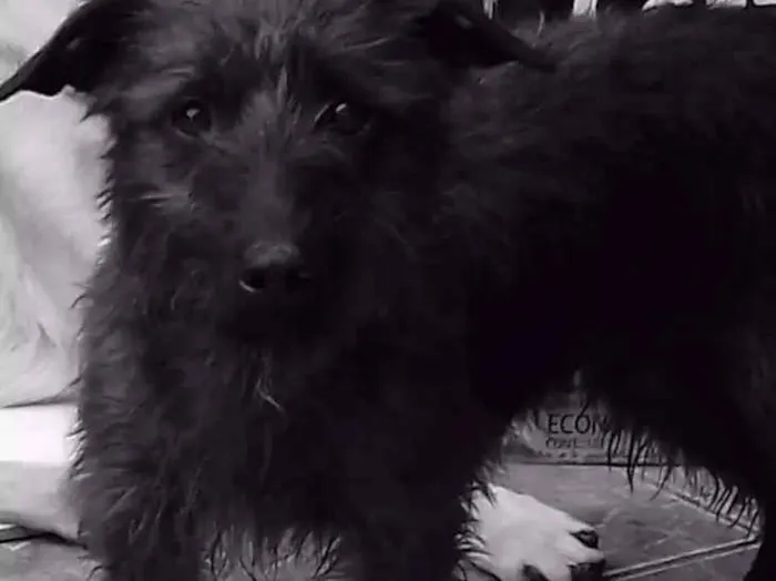 Cachorro ra a Sem raça definida idade 2 anos nome Chico