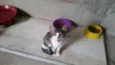 Ciça