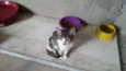 Ciça