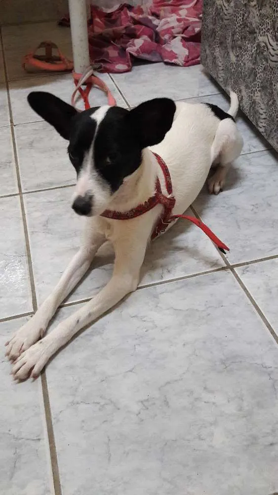 Cachorro ra a Vira lata idade 2 a 6 meses nome Princesa