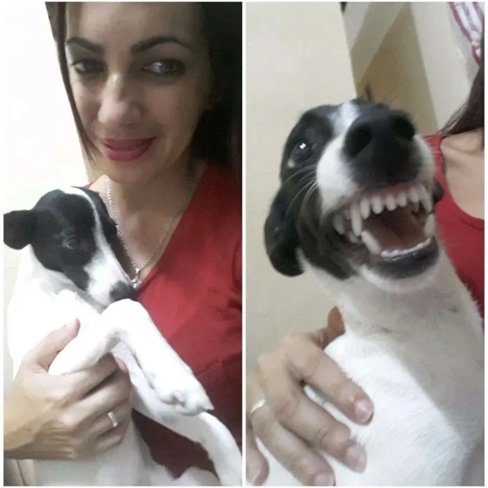 Cachorro ra a Vira lata idade 2 a 6 meses nome Princesa
