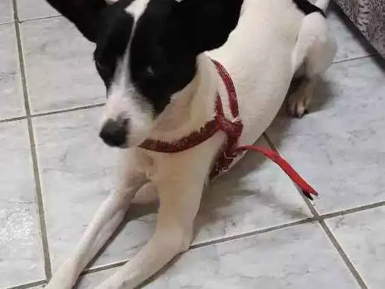 Cachorro ra a Vira lata idade 2 a 6 meses nome Princesa