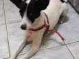 Princesa