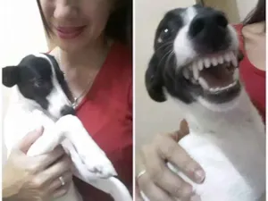 Cachorro raça Vira lata idade 2 a 6 meses nome Princesa
