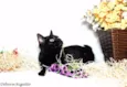 Morgana