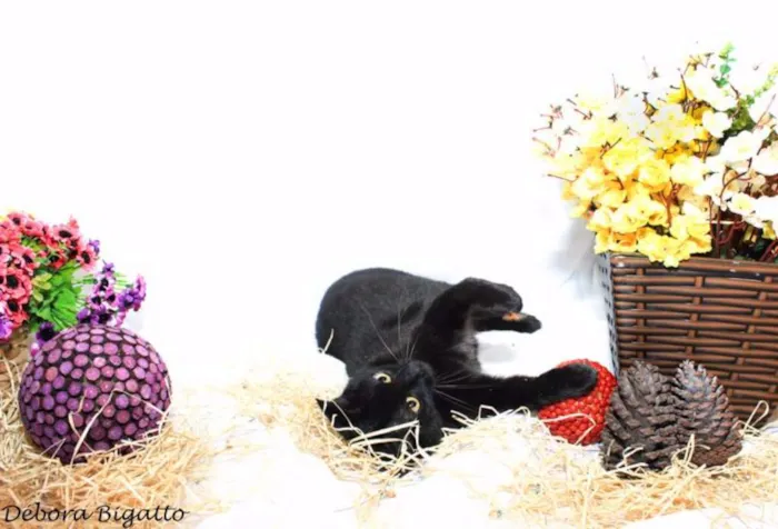 Gato ra a SRD idade 3 anos nome Preta
