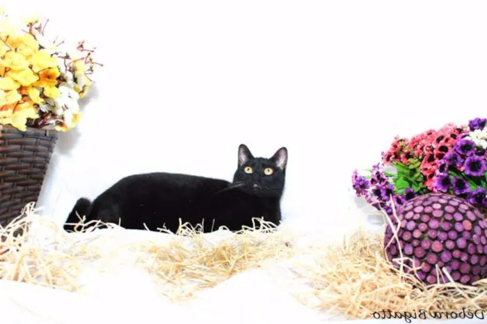 Gato ra a SRD idade 3 anos nome Preta