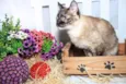 Tina