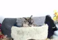 Tina