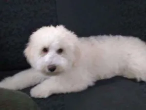 Cachorro raça Poodle idade 2 anos nome Ted