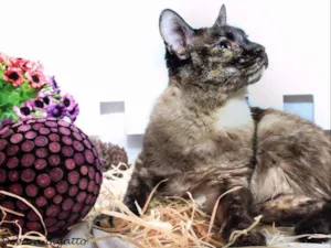 Gato raça SRD idade 3 anos nome Tina