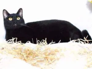 Gato raça SRD idade 3 anos nome Preta