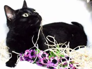 Gato raça SRD idade 3 anos nome Morgana