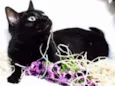 Morgana
