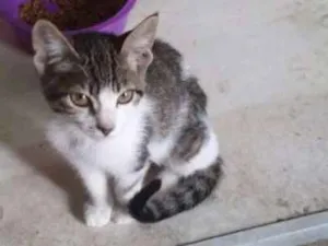 Gato raça SRD idade 2 a 6 meses nome Ciça