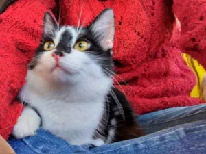 Gato raça Srd idade 2 a 6 meses nome Charlote