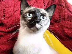 Gato raça SRD idade 2 a 6 meses nome Mel