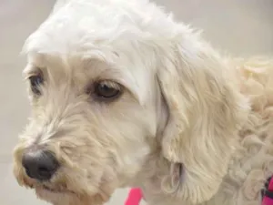Cachorro raça  idade 4 anos nome Cristal Pequenina