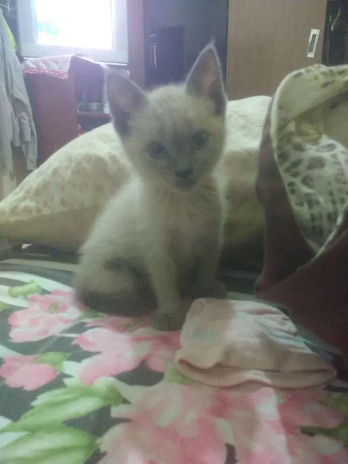 Gato ra a Indefinida  idade Abaixo de 2 meses nome Sem nome 