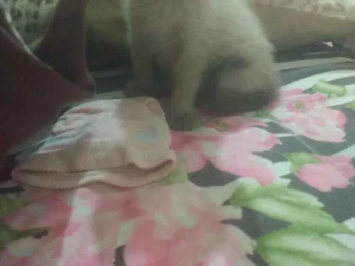 Gato ra a Indefinida  idade Abaixo de 2 meses nome Sem nome 